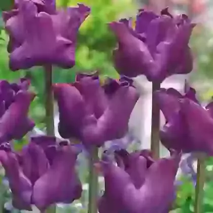 Crown Tulips (Coronet)